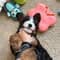 Rio.the.bernedood with PetLab Co.