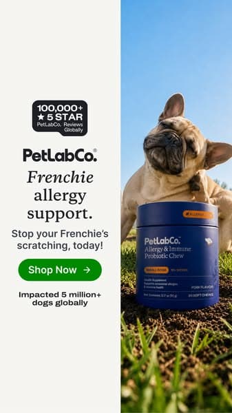 This “Allergy Chew” Helps Dogs Be Themselves Again ❤️