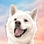 lukathecloud with PetLab Co.