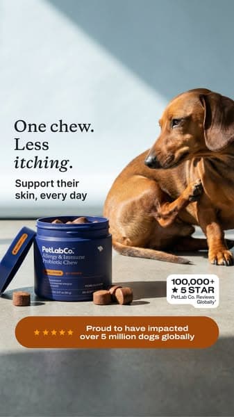 This “Allergy Chew” Helps Dogs Be Themselves Again ❤️