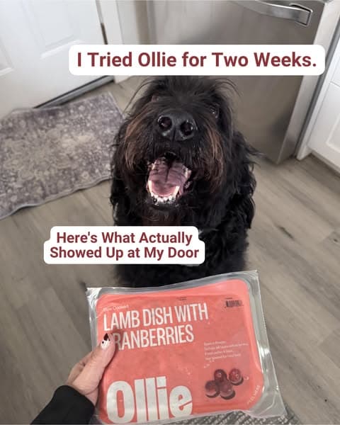 Inside Your First Ollie Box (Full Review)