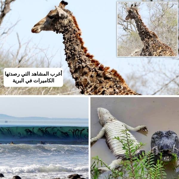 +35 مثالا لمشاهد نادرة من أسرار الطبيعة