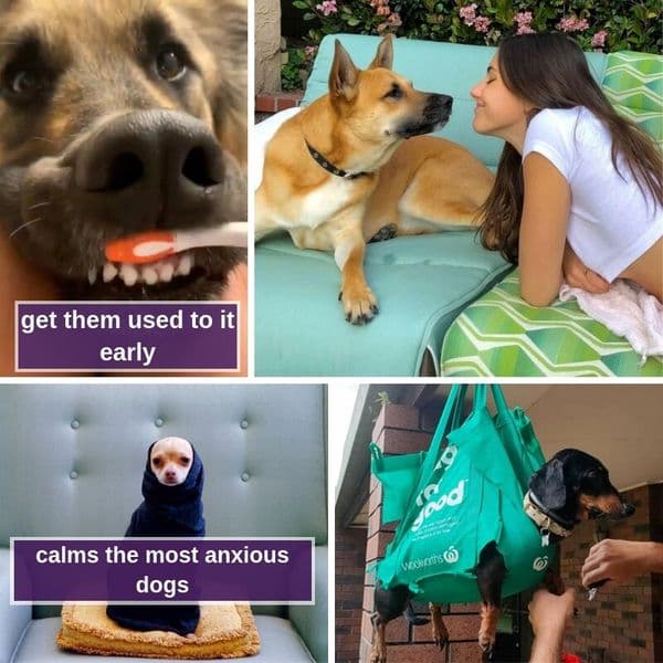 37+ Game-Changing Hacks For Dog Owners