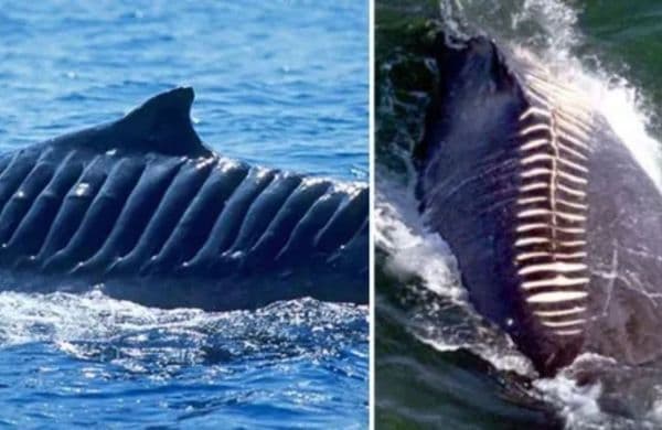 These Drone Photos Show The True Face Of Mother Nature