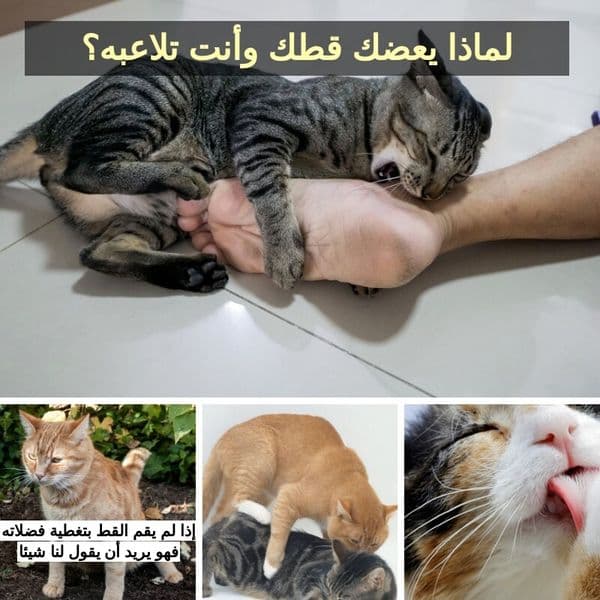 سلوكات تقوم بها القطط لكل منها معنى عميق ستفاجئك معرفته