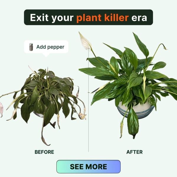 Shame on you for having plants dying!