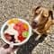 Kayla Kowalski Nutrition with PetLab Co.