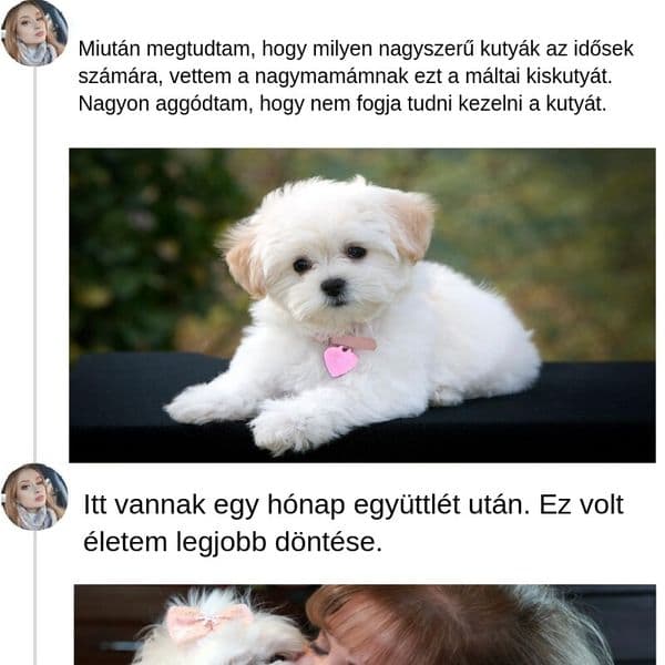 35+ Kutyafajta, amelyek tökéletesen megfelelnek az idősek életmódjának