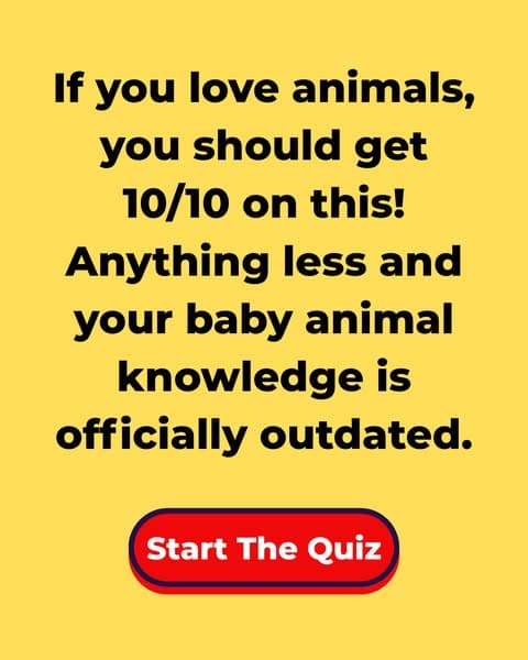 Can You Match the Baby to the Animal? 🐾