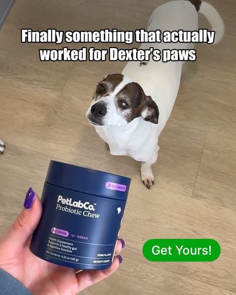 As a Dog Mom, I Wish I Found These Chews Sooner!