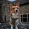 Laszlo The Corgi with PetLab Co.