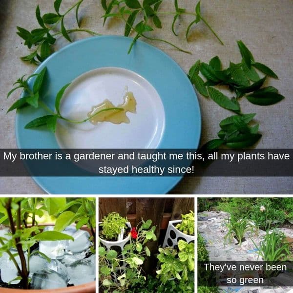 Can't Keep Plants Alive❓ These Hacks Actually Work