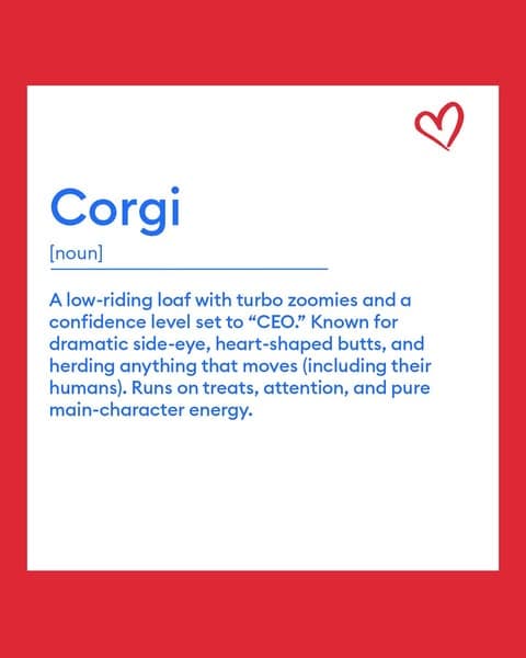 Pet Supplies, Accessories, and Pet Food - Pet Stores | PetSmart