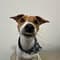 Remy the JRT with PetLab Co.