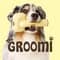 The Groomi