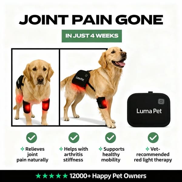Give Your Dog the Gift of a Longer, Happier Life 🐕✨