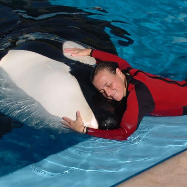 The SeaWorld Orca Encounter: A Detailed Account Of What Happened