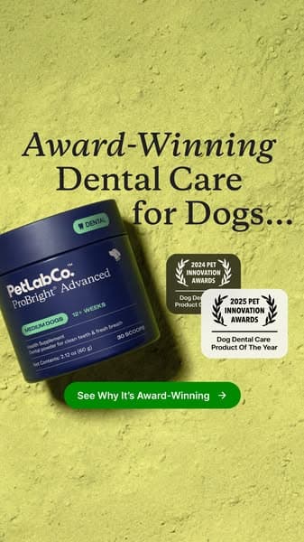Award-Winning Dental Support for Dogs