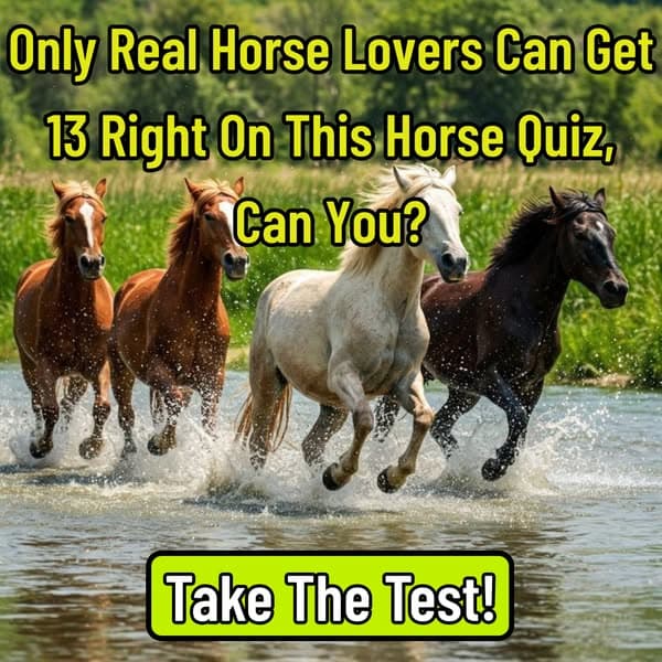 How Well Do You Know Horses? 🐎
