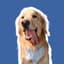 moosethegolden_