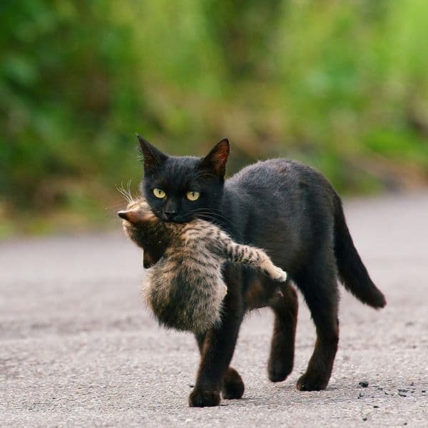 32+ Atteggiamenti Strani Dei Gatti E Il Loro Significato
