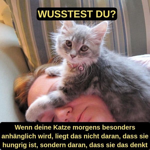 Der Leitfaden Für Katzenliebhaber Zu Häufigen Verhaltensweisen Von Katzen