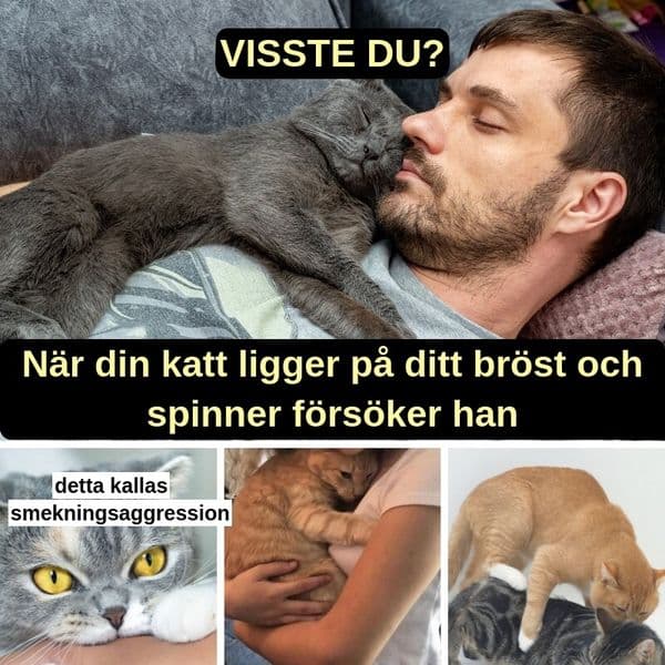 Förklaringar av vanliga kattbeteenden