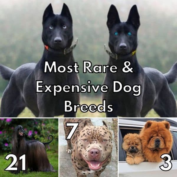 The Puppies Of #17 Are Worth Their Weight In Gold