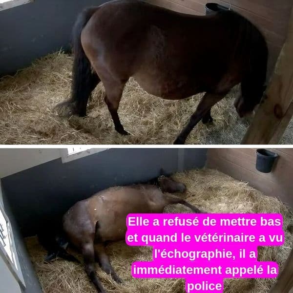Une jument en gestation refuse d'accoucher