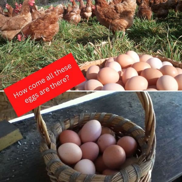 Story Time: Farmer Finds Hundreds Of Eggs In His Crops