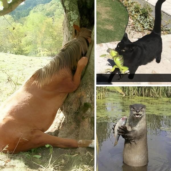 40+ Veces Que Las Personas Han Visto A Los Animales Haciendo Cosas Graciosas