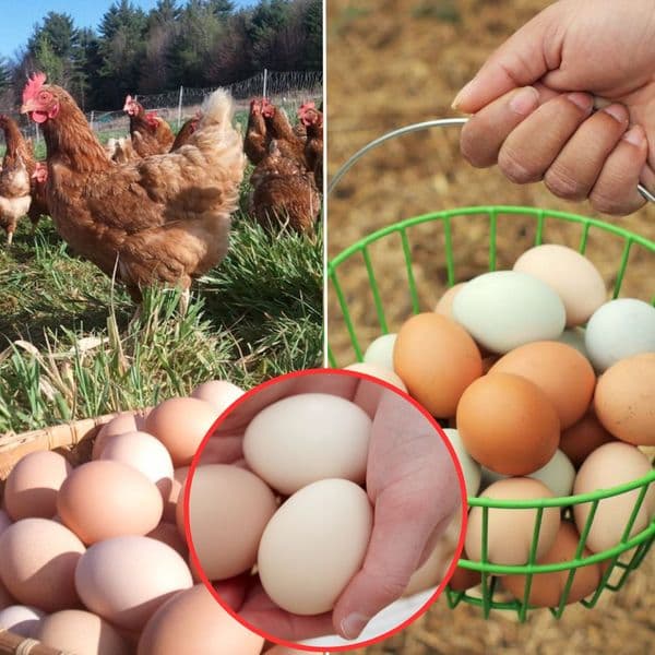 Story Time: Farmer Finds Hundreds Of Eggs In His Crops