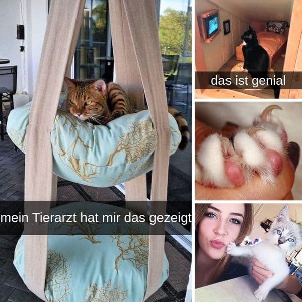 37+ Nützliche Hacks, Damit Unsere Katzen Uns Mehr Lieben