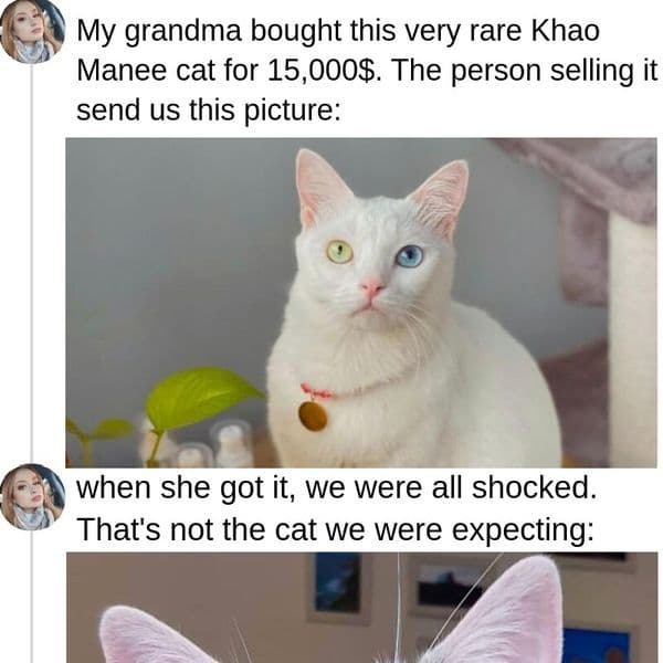 30+ Rare Cats We Probably Won't Find In A Shelter