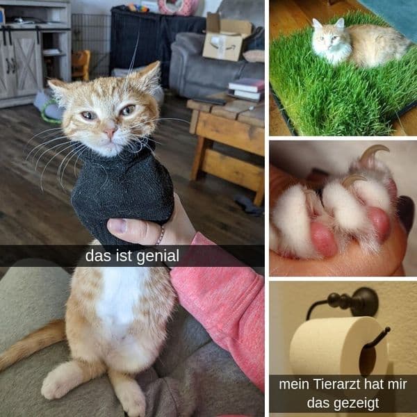 34+ Dinge, Die Alle Katzenbesitzer Tun, Aber Sofort Damit Aufhören Sollten