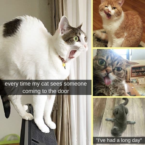 35+ Malfunctioning Cats That Made Us Laugh