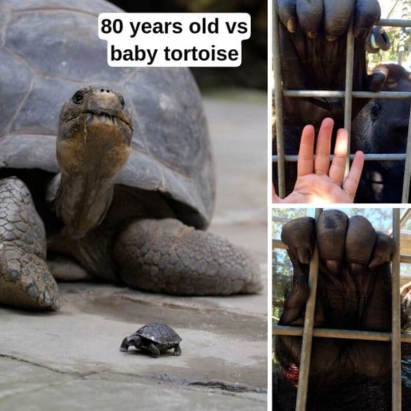 37+ Comparison Photos That Give Us A Brand New Perspective