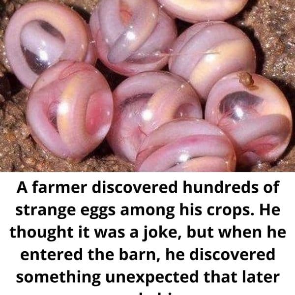 Story Time: Farmer Finds Hundreds Of Eggs In His Crops