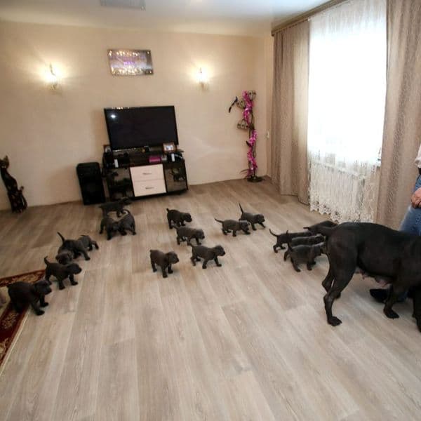 Dog Gives Birth To Puppies, Expert Vet Wasn't Prepared For What He Saw