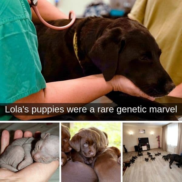 Strange Puppy Birth Leaves Vet Scratching His Head