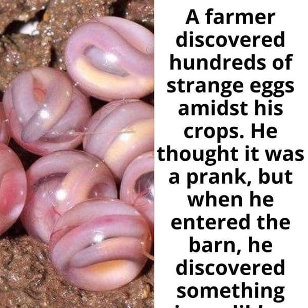 Story Time: Farmer Finds Hundreds Of Eggs In His Crops