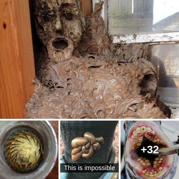35+ Escenas inquietantes de la naturaleza captadas en cámara